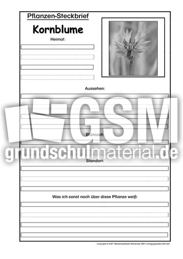 Pflanzensteckbrief-Kornblume-SW.pdf